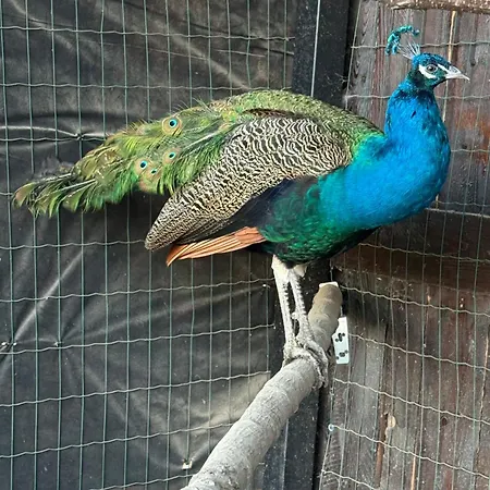 Apartment Bier House Velyatyn