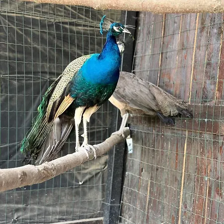 Apartment Bier House *