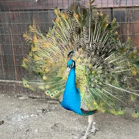 Apartment Bier House Velyatyn